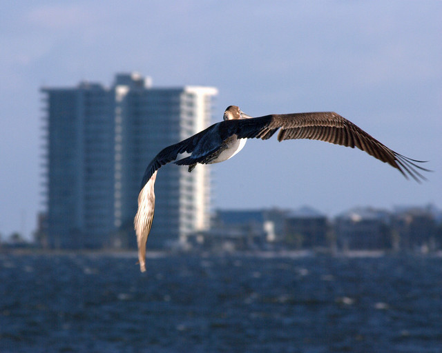 Evil Conspiring Pelican | Flickr - Photo Sharing!