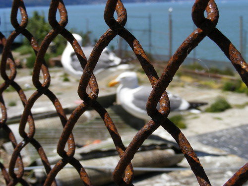 Seagulls behind rusty fences