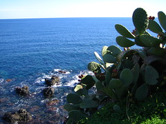 cacti, sea and rocks by daynoir
