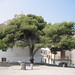 Ibiza - Ibiza - Tree in the fort