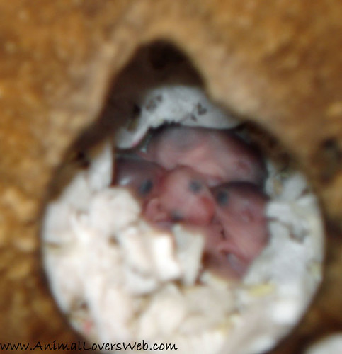 dwarf hamster babies
