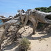 Ibiza - caprichos de la naturaleza