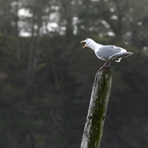 loud seagull