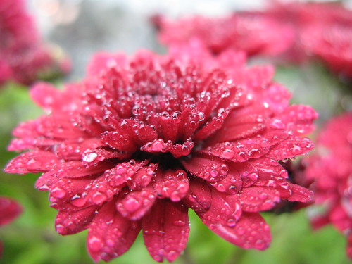 chrizantema