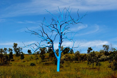 the blue tree