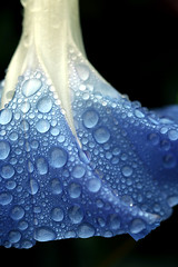 drops of blue