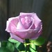 Julia's dad's Blue Moon Rose by avlxyz