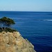 Ibiza - pino solitario