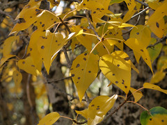20071014 Aspen Leaves