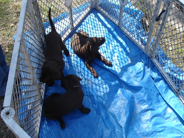 yellow labrador puppies for sale. Cute Chocolate Lab Puppy