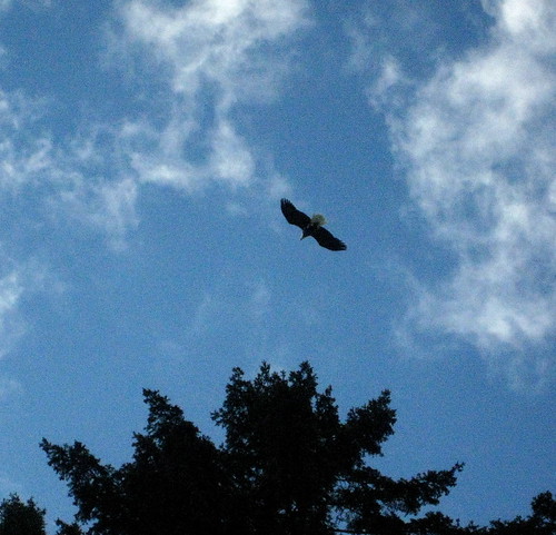 Eagle at Idylwood