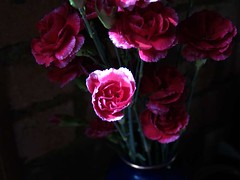 Carnations, 2/16/06