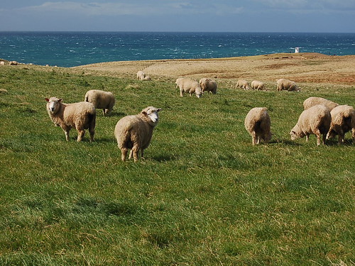 Slope Point Sheep