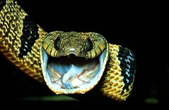 Snakes, Venomous and Nonvenomous - Dr. Zoltan Takacs