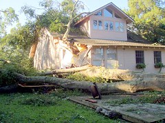Hurricane Katrina fells oak
