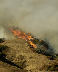 Verdugo Foothill Blaze Chars 25 Acres