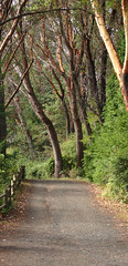 A Trail in Lincoln Park