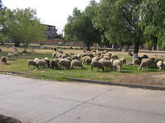 Sheep in the park