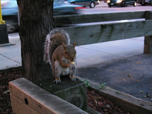 city squirrel II
