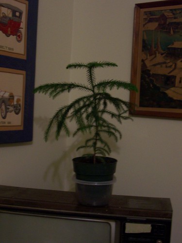 Little pine tree in the living room