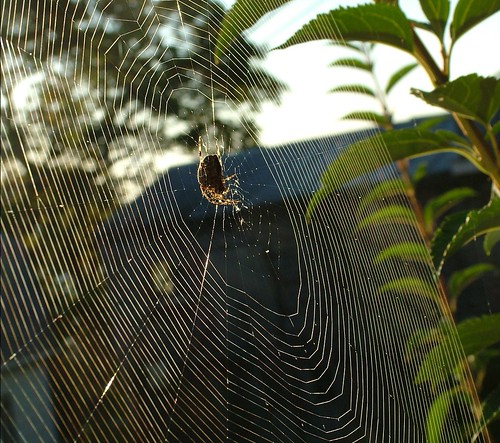 Good Morning, Spider!