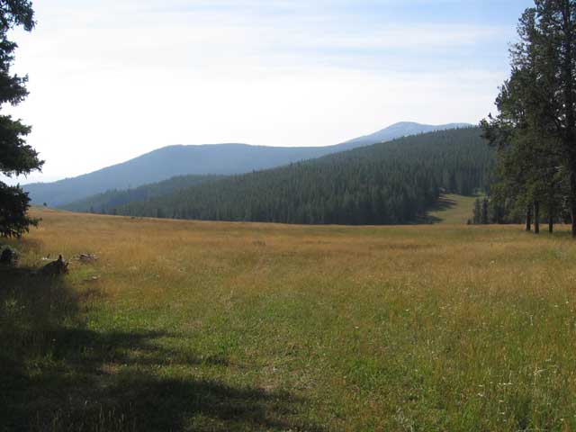 forest meadow