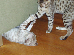 kittens in play