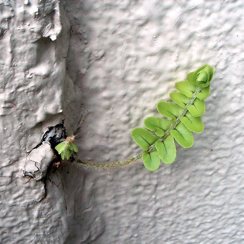 wall sprout 2