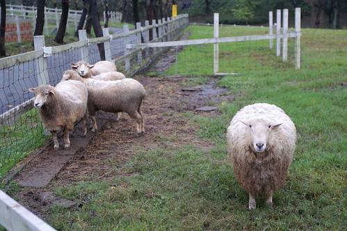 Sheep watching me