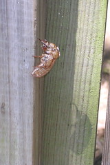 Close-up of the cicada casing
