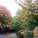 Fall Colours in My Backyard