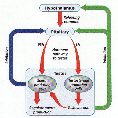 The function of testosterone