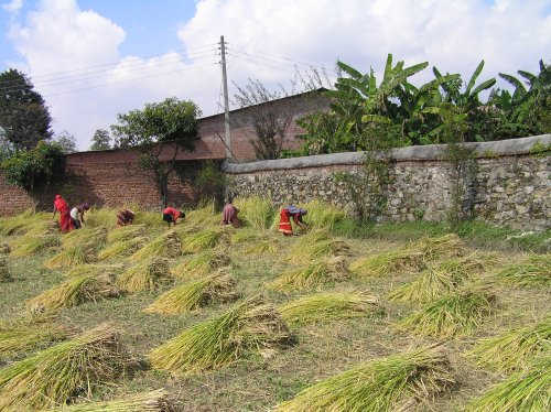 Rice Harvest 2062BS
