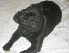 images of pugs 