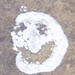smiley-lichen-only
