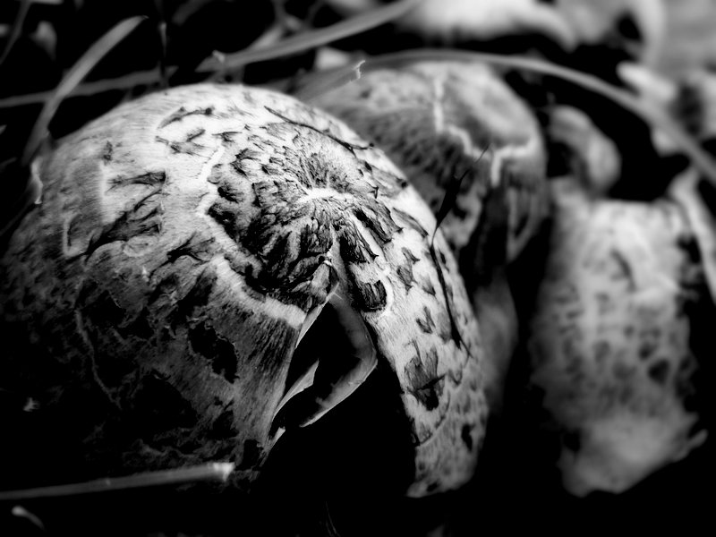 Mushrooms in Black and White