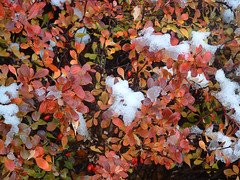 brilliant autumn shrub with snow