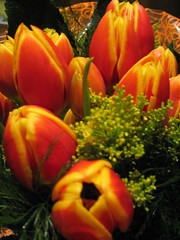 Tulipes pel meu sant (3)