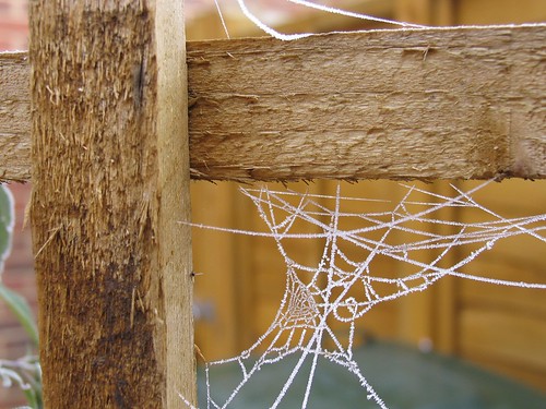 Frosted spiderweb #1