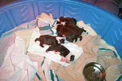 6 furry babies