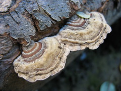 Found Fungi