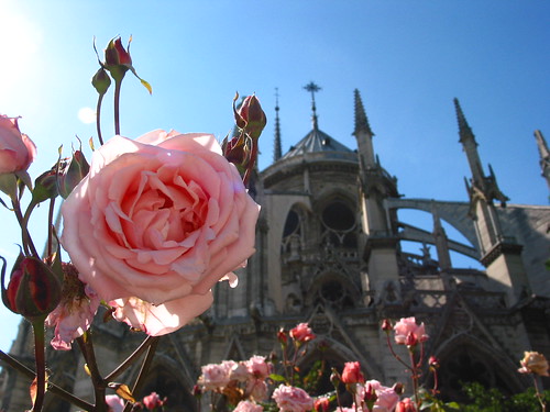 Pink Roses and the Flying Buttress