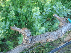 two spurs post pruned