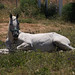 Ibiza - White  Horse