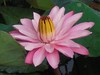 Waterlily: Pink 03 (special species)