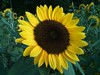 Sunflower in Concord MA