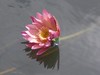Waterlily: Pink 03