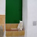 Ibiza - White cat