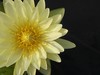 Waterlily: Yellow