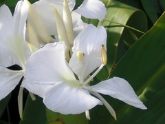 White ginger lily